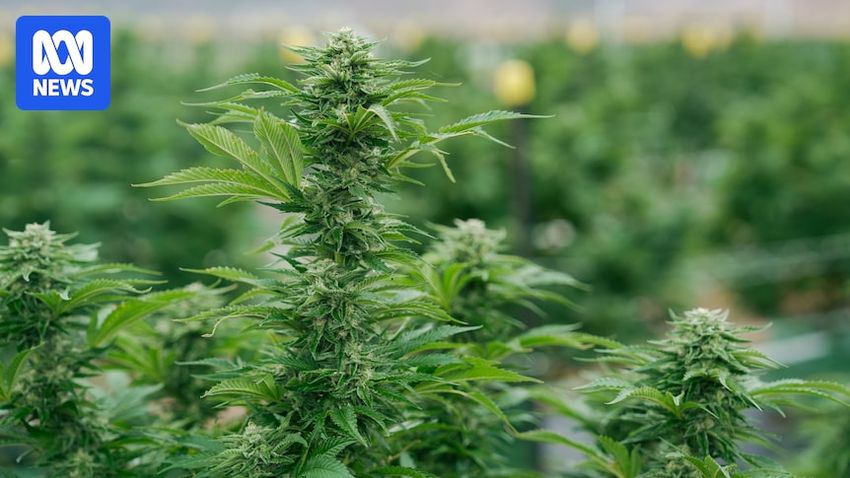  Spending on medicinal cannabis is surging but scientists say research needs more time to catch up