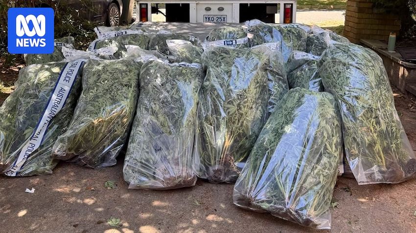  Police arrest Canberra man and seize 164 cannabis plants from Hackett grow house