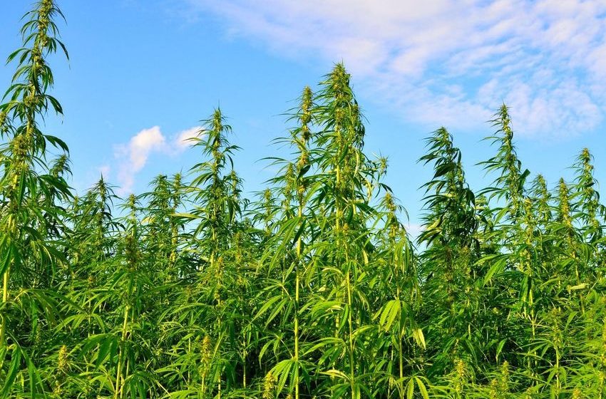  Judge Halts Tennessee Rules That Would Ban Hemp Products