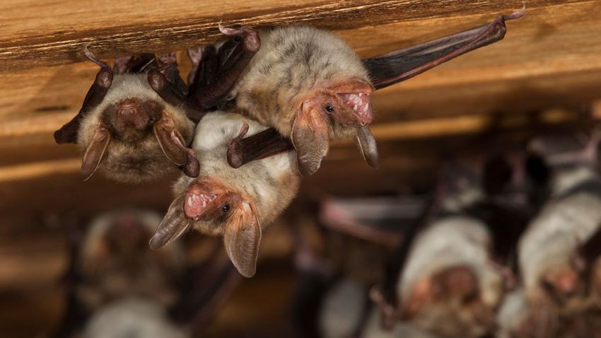  Bat poop used to grow cannabis kills 2 in New York in unusual cases