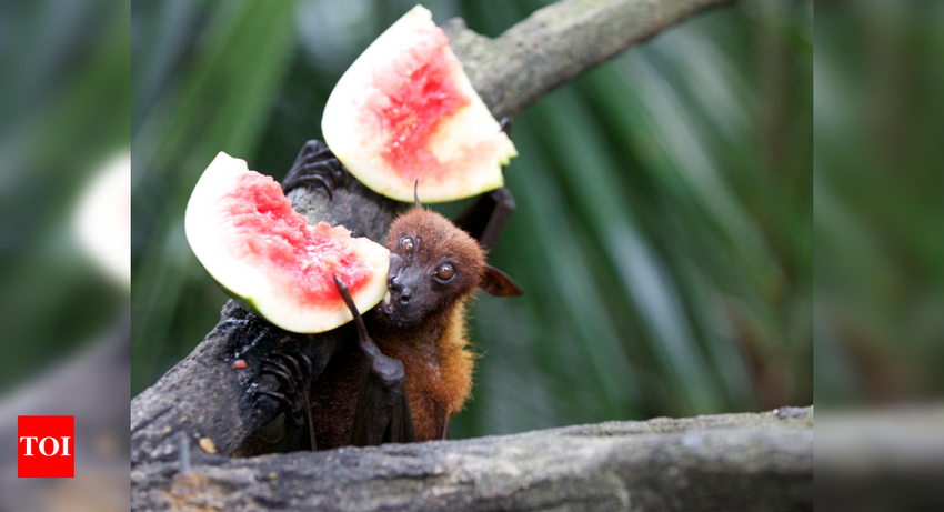  How bat poop turned deadly for two men growing marijuana