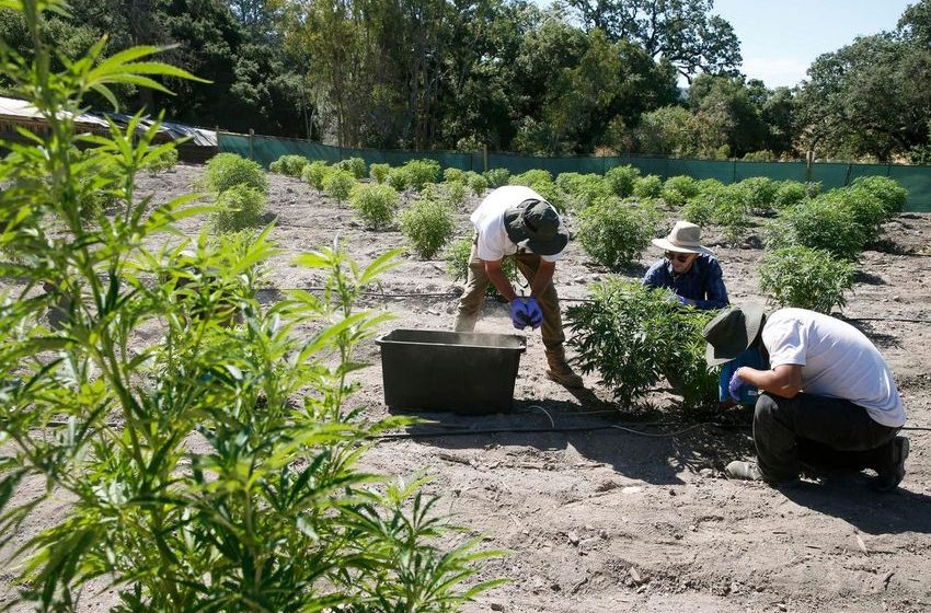  How Bat Guano Turned Deadly For Two Men Growing Marijuana