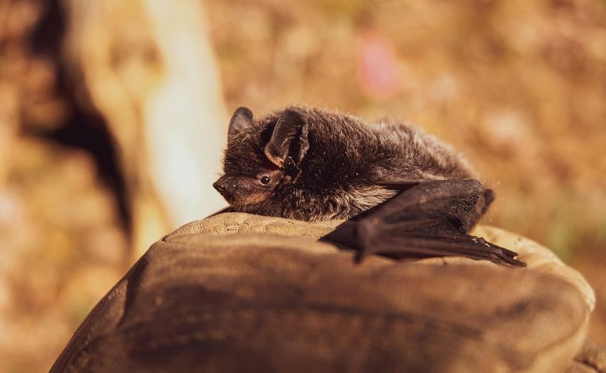  Two US Men Die After Using Bat Poop As Fertlizer To Grow Marijuana