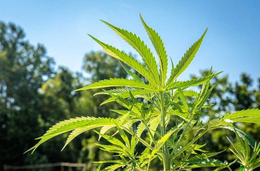  Illinois Delays New Hemp Regulations After Outcry From Industry