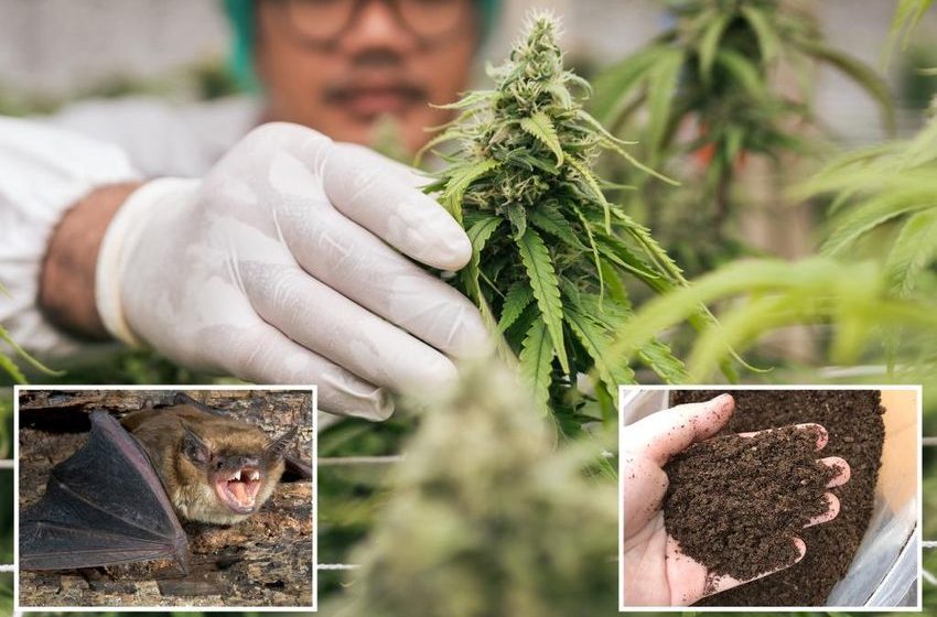  Two NY men die from pneumonia after using bat feces to grow pot: study