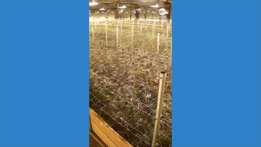  WATCH: Security camera footage captures cannabis plants shaking during California earthquake