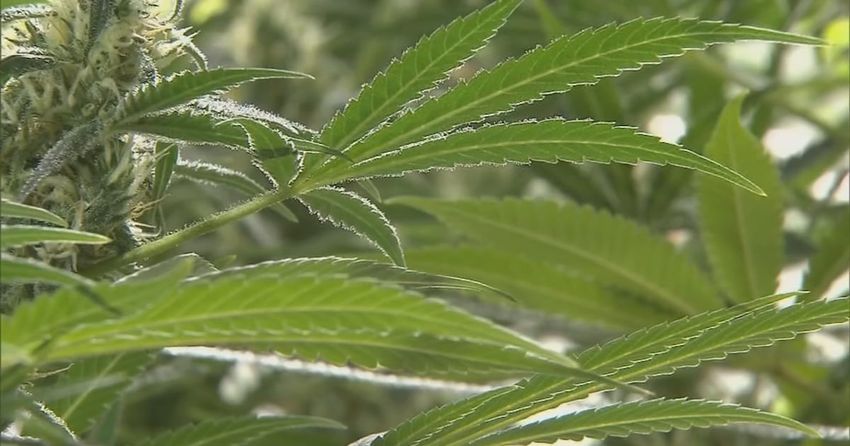  Child found inside local home when authorities raided alleged illegal marijuana grow operation