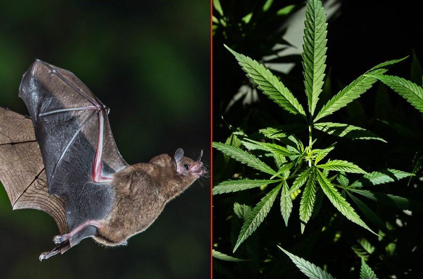  Bat Poop Kills 2 New York Men Who Used The Excrement To Grow Marijuana Plants