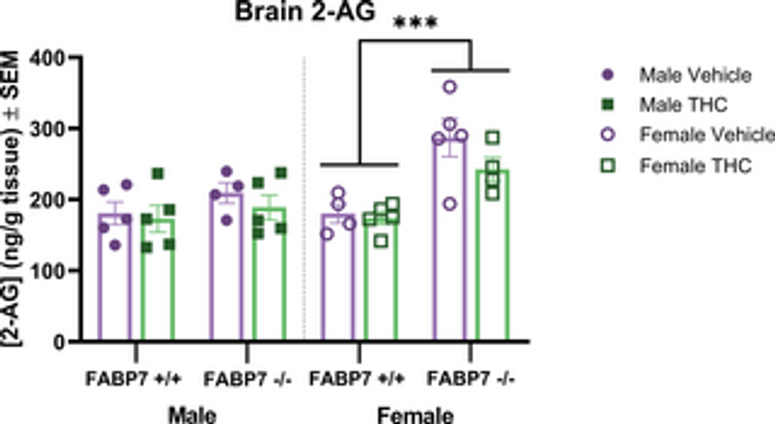  Fatty acid binding protein 7 plays an important modulatory sex-dependent role on brain endocannabinoid levels and THC metabolism