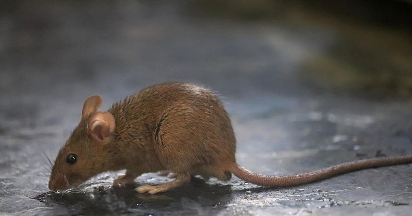  Drug-eating rats invade Houston police evidence room