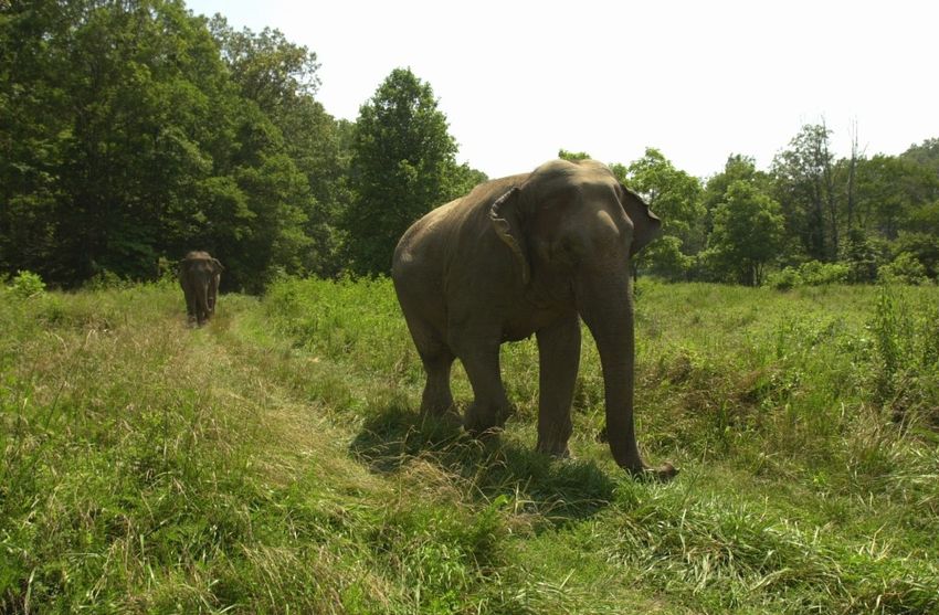  Letters: Elephants deserve protection and sanctuary from substandard conditions