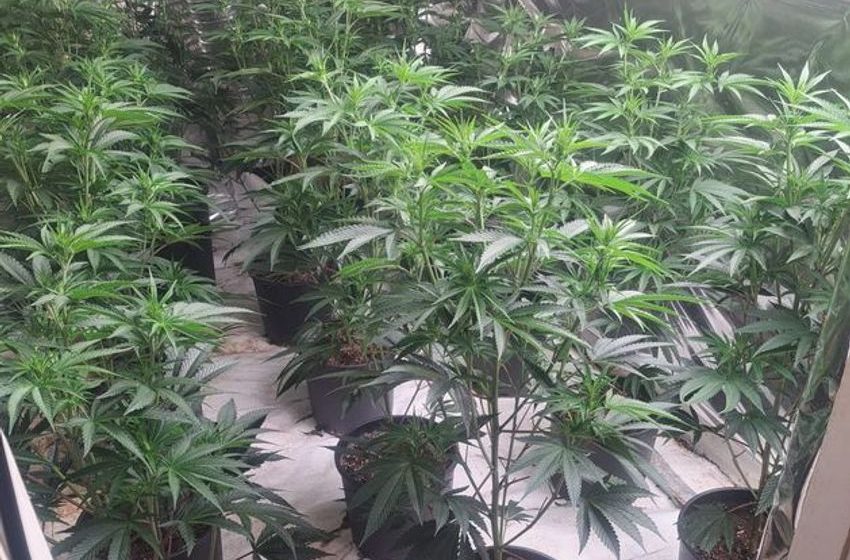  Man arrested after gardaí discover ‘sophisticated’ Wexford growhouse with cannabis worth €130k inside