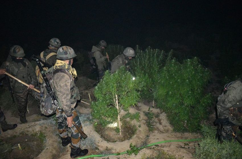  Assam Rifles destroys cannabis plantation