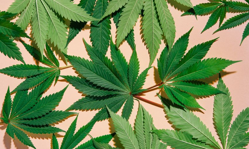  Therapeutic Or Risky? What New Research Reveals About Cannabis & Brain Function