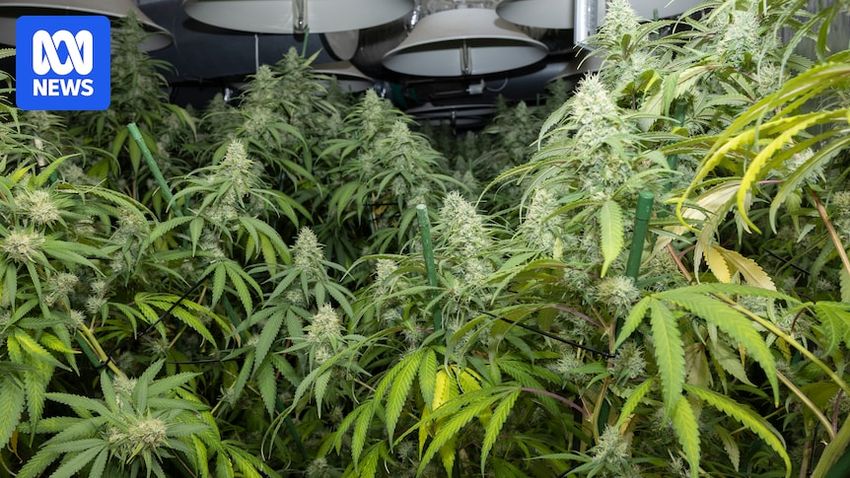  How do you spot a cannabis grow house in your neighbourhood?