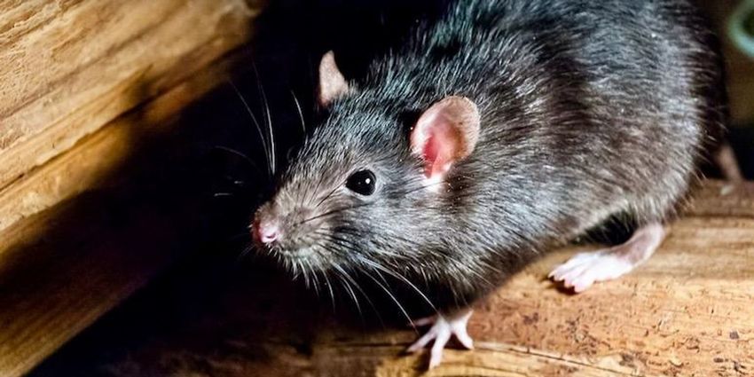  Drug-eating rats raid police evidence room filled with mushrooms, cocaine and marijuana