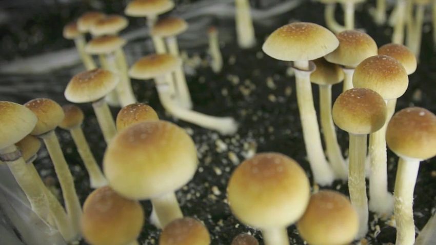  Decriminalizing ‘magic mushrooms’ on Minnesota legislative agenda