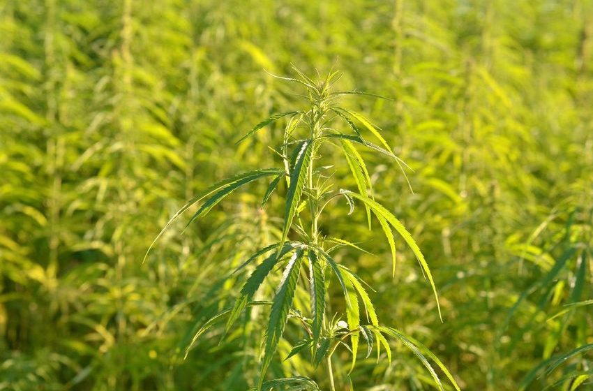  U.S. Court Upholds Virginia’s Ban On Intoxicating Hemp