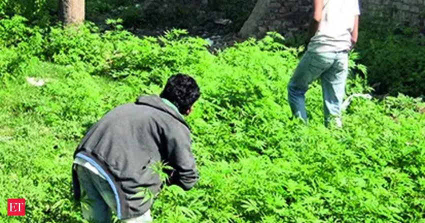  Step towards legalisation, Himachal Pradesh nod to study on cannabis cultivation