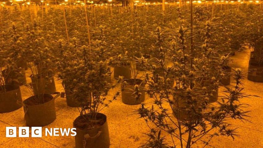  Cannabis grow worth £800k found in vacant building