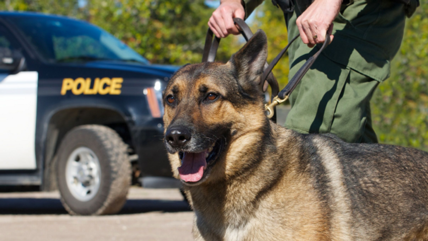  Florida: Canine Alert Doesn’t Constitute Probable Cause for a Motor Vehicle Search, Appellate Court Rules