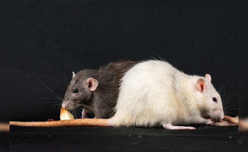  Drug-Addicted Rats Eating Marijuana Kept As Evidence In US Police Station