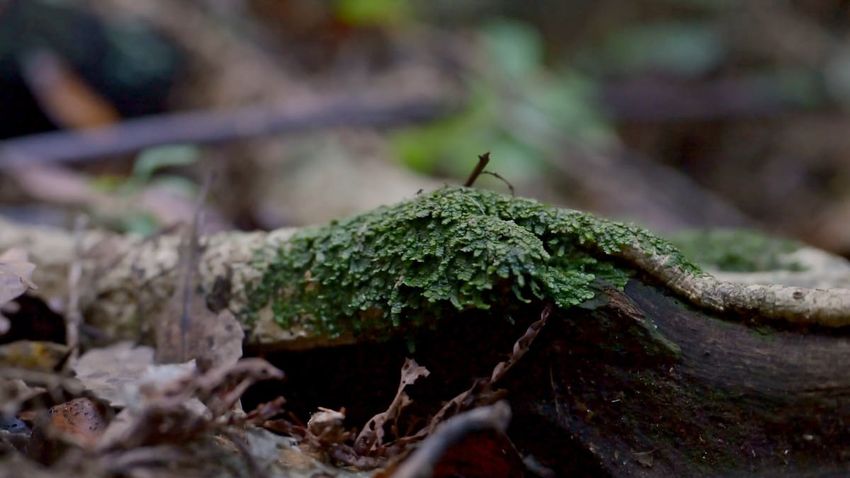  This tiny native plant has cannabis-like properties – here’s why that’s exciting