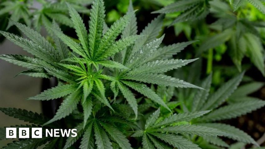  Two charged after £3m cannabis cultivations found