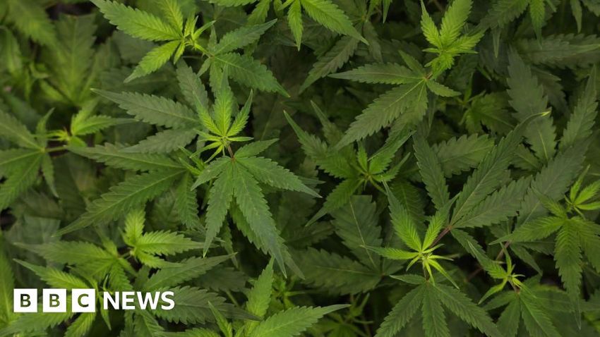  Three jailed over town centre cannabis farms