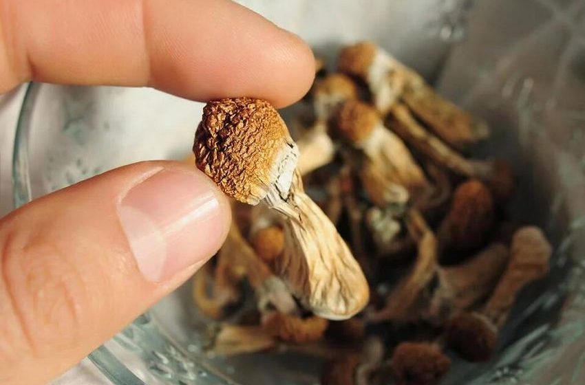  Study: Microdosing Psilocybin May Reduce Neuroinflammation and Support Mental Health – NewsBreak