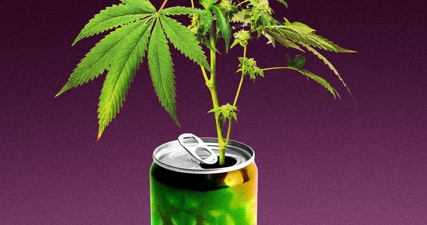  Are Weed Drinks Really Healthier Than Alcohol?