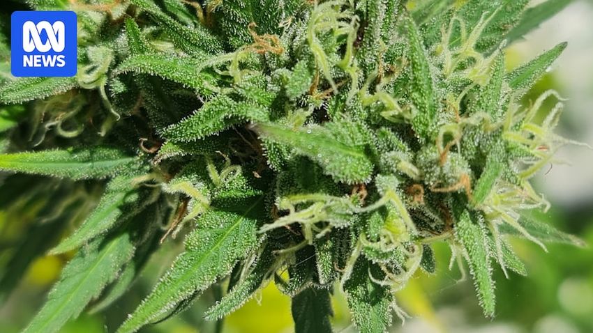  Canberra cultivators grow ‘mild’ cannabis, study finds