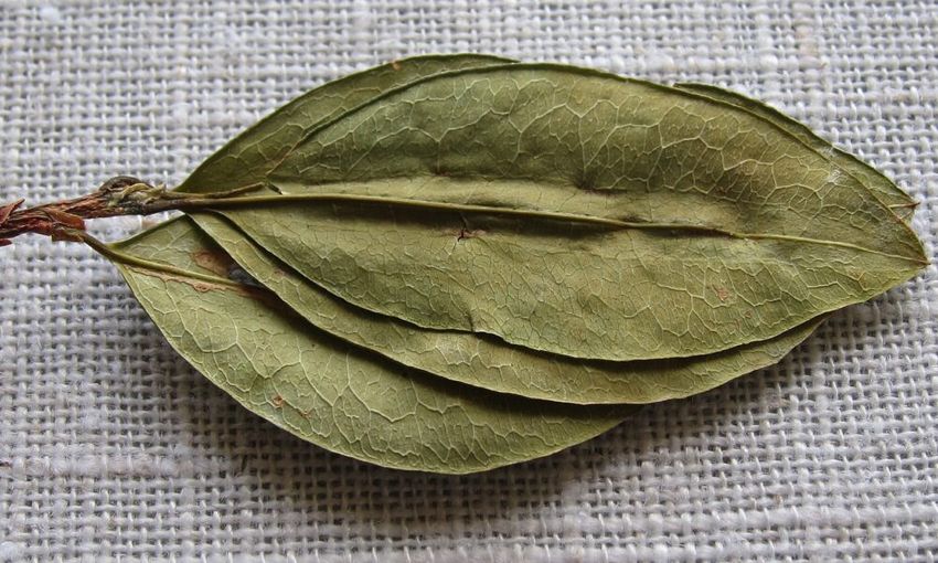  World Health Organization Review Could Lead To International Rescheduling Of Coca Leaves