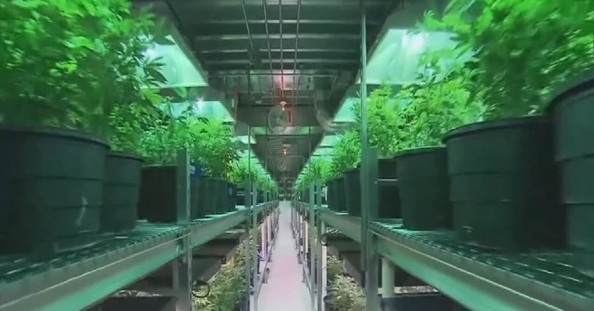  Florida Republican lawmakers are going green for marijuana