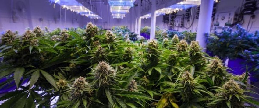  Indoor Marijuana Ops Are Consuming a Staggering Amount of Energy