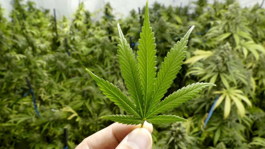  Liquidators take over Medical Kiwi’s marijuana stock: save some, shred some, there’s even a puff of smoke