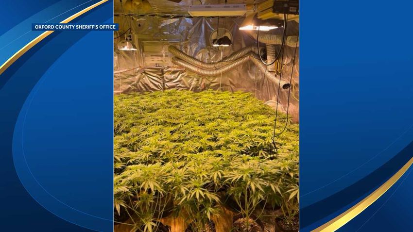  Police: More than 1,600 marijuana plants found in Maine home