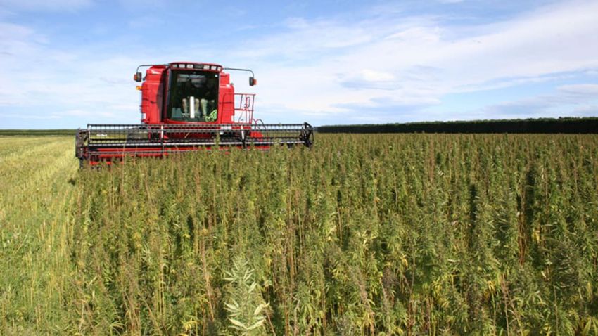  Industrial hemp could be game-changing crop for Far North