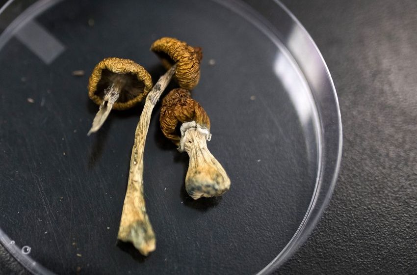  The Colorado Psychedelic Mushroom Experiment Has Arrived