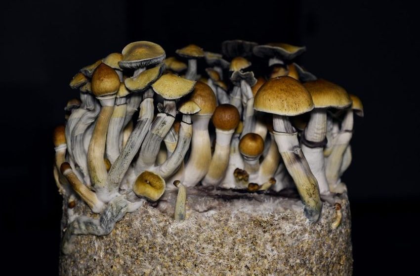  Denver could have psilocybin yoga studios and social clubs soon. But they will have to get a license first.