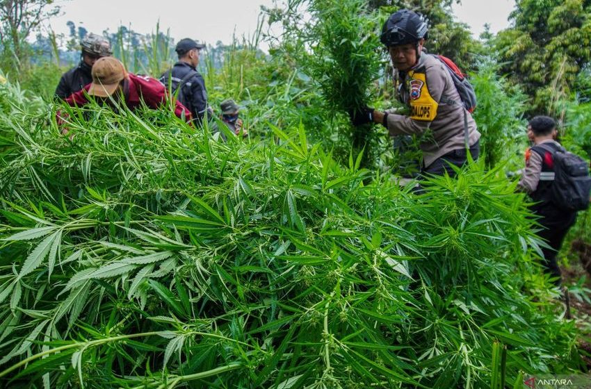  Indonesian govt confirms marijuana field found in E Java national park